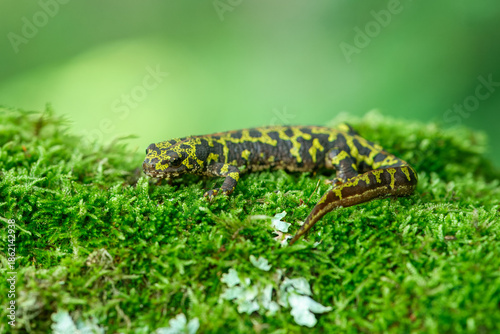 The marbled newt (Triturus marmoratus) is a mainly terrestrial newt native to the Iberian Peninsula and France in Europe. 