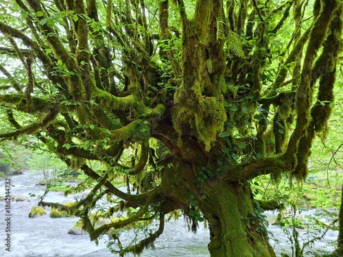 Εκτύπωση καμβά enchanted forest, a moss-covered tree with branches and vines, surrounded by a f