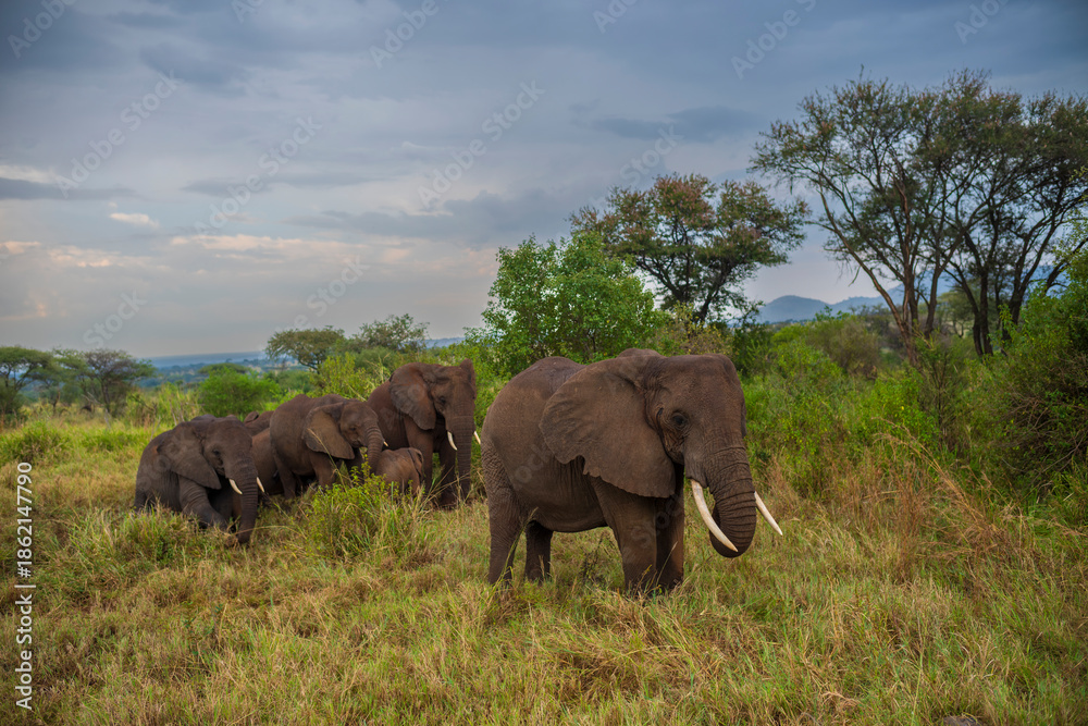Naklejka premium A herd of elephants bath in mud surrounded by golden grass of the savanna at Serengeti National Park.