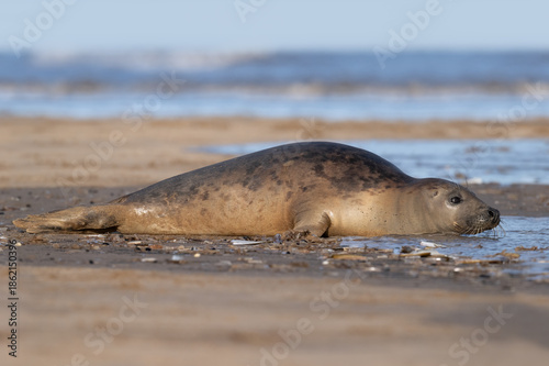 Female Atlantic Grey Seal (Halichoerus grypus)  at the edge of the North Sea