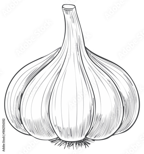 A detailed line drawing of a single bulb of garlic showing its natural shape and texture