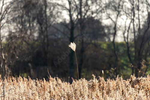 冬の光に輝く枯れたセイタカアワダチソウの綿毛と冬枯れの野原