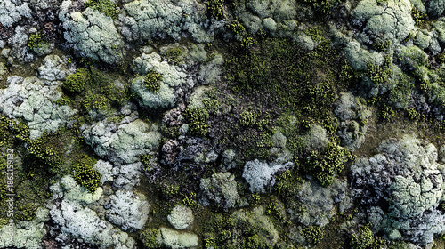 Close-up Aerial View of Lichen and Mossy Ground Texture