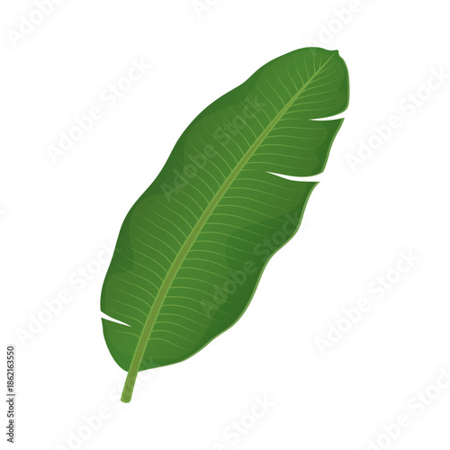 Large Green Banana Leaf Vector Illustration for Onam, Pongal and Indian Festival Decorations