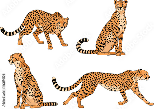 Set of four detailed vector illustrations featuring cheetahs in different poses including sitting walking and stalking on white.