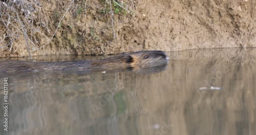 A wild nutria, also known as coypu, gracefully swims in a calm river. Video footage of a semi-aquatic rodent in its natural habitat.