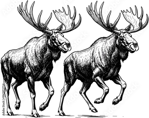Vintage moose woodcut illustration set, wild bull elk with large antlers engraving, north american wildlife nature sketch for outdoor design