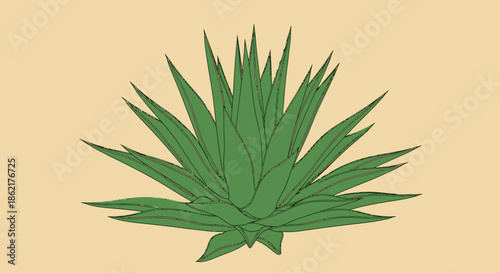 A stylized illustration of a green agave plant with sharp, pointed leaves fanning out from a central base against a plain beige background.