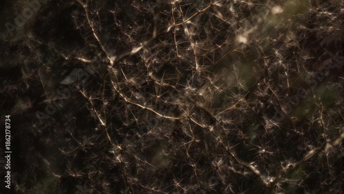 Abstract Nature - Intertwined Branches and Subtle Light Play in a Forest Setting.