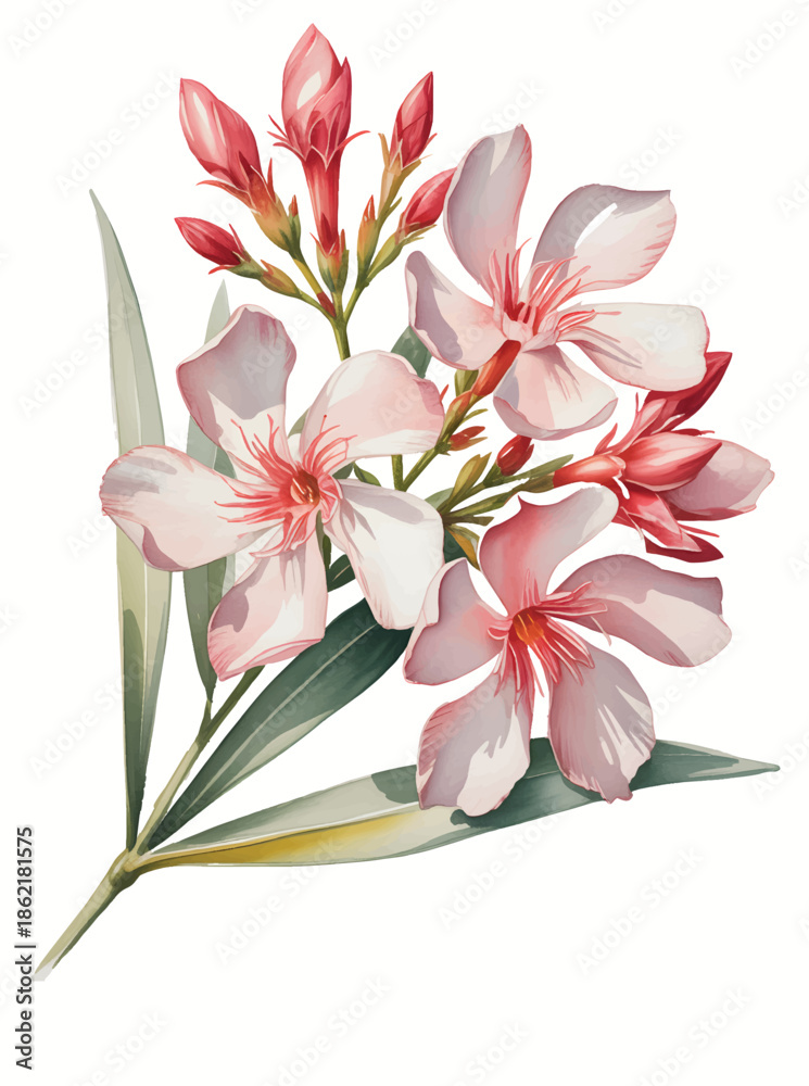 Ταπετσαρία Soft pink oleander floral spray painted in gentle watercolor tones