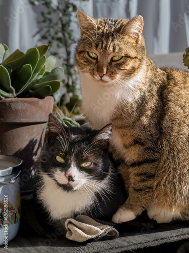 Εκτύπωση καμβά Complicità felina alla luce del sole, due gatti domestici in un momento di calma
