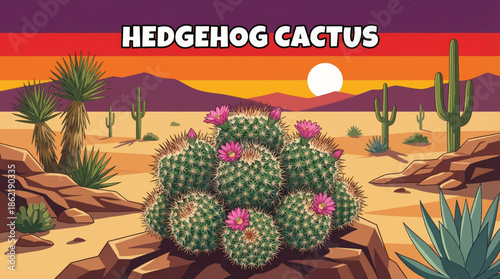 compact hedgehog cactus thrives in high desert terrain, displaying vibrant spines and seasonal blooms adapted to temperature extremes