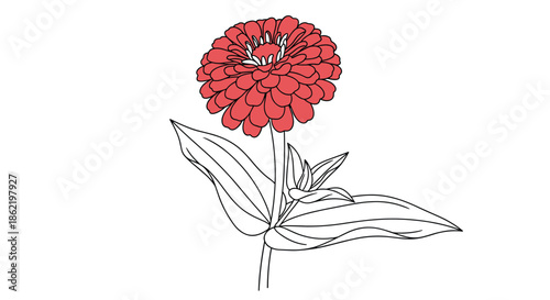 Beautiful red zinnia flower with many layers of petals on a stem with leaves is depicted in a detailed artistic line drawing on white.