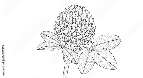 Highly detailed black and white botanical drawing of a clover flower head and leaves showing intricate textures and shading on white.