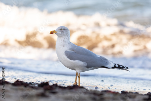 Silbermöwe am Timmendorfer Strand im Winter auf Nahrungssuche am Ufer
