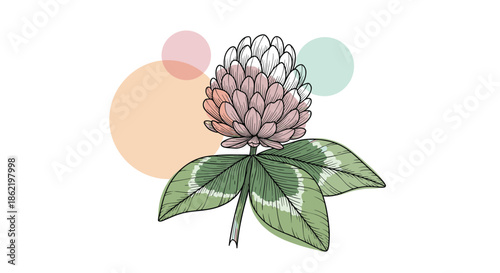 Red clover flower sketch with green leaves accented by soft pink, orange, and light blue circles for a contemporary botanical look.