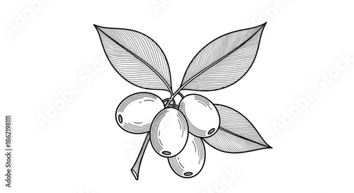 Detailed vintage woodcut style illustration of coffee beans on a branch with leaves for food and beverage design projects.