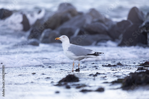 Silbermöwe am Timmendorfer Strand im Winter auf Nahrungssuche am Ufer