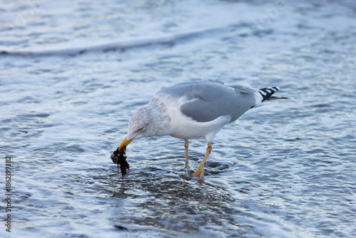 Silbermöwe am Timmendorfer Strand im Winter auf Nahrungssuche am Ufer