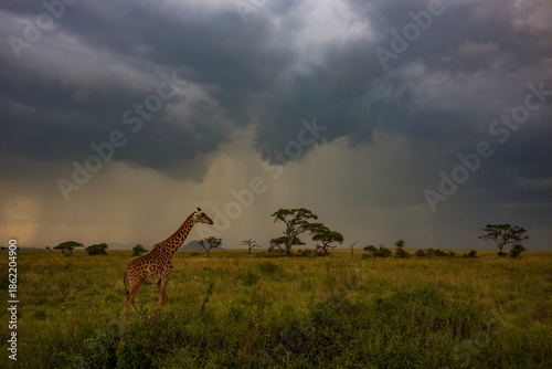 Photography Giraffe walks through a gold savanna on an African Safari