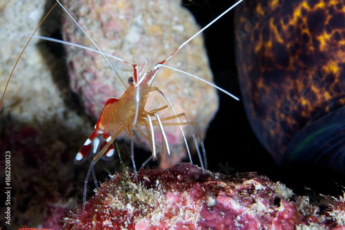  Cleaning Shrimp in Mauritius