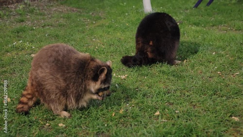 Animal behavior, Raccoon family, Raccoon foraging. Two raccoons are spotted together as they forage on green grass.