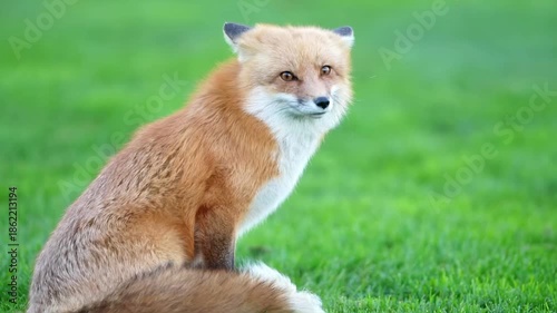 A red fox's fur blowing in the wind while looking at another fox nearby 
