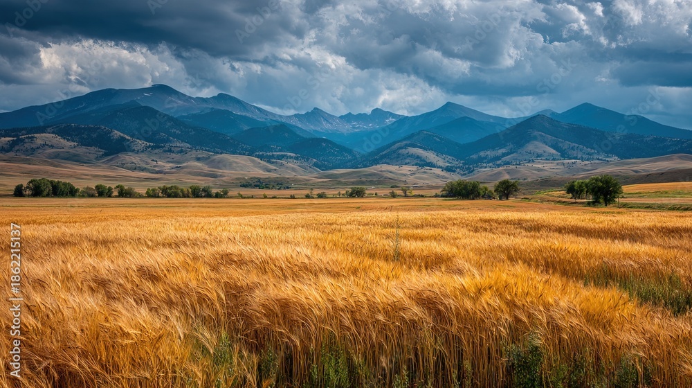 Obraz premium Scenic Wide Angle Wheat Field with Mountain Range Landscape Image
