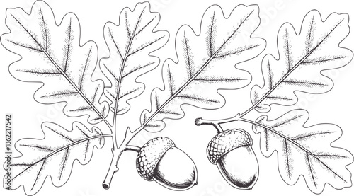 Detailed of oak leaves and acorns in black and line outline
