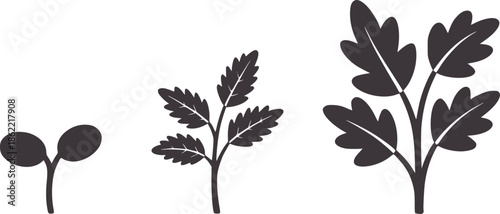 Three stages of plant growth as a clean monochrome seedling sprouting