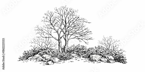 A detailed sketch of bare trees and shrubbery on rocky terrain