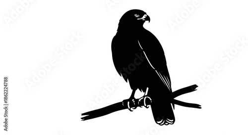 Majestic hawk perched on branch in dramatic black silhouette