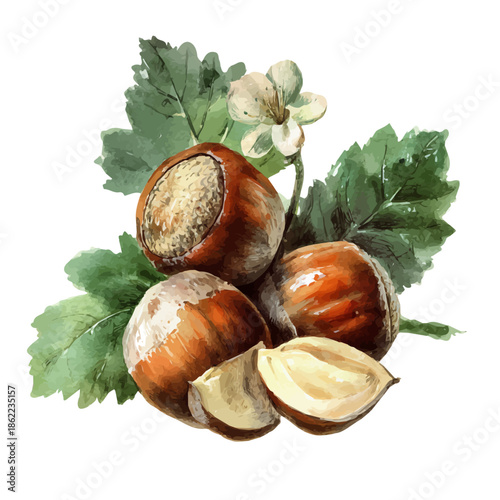 Watercolor vector illustration of Wild Hazelnut Slices, isolated on white background.