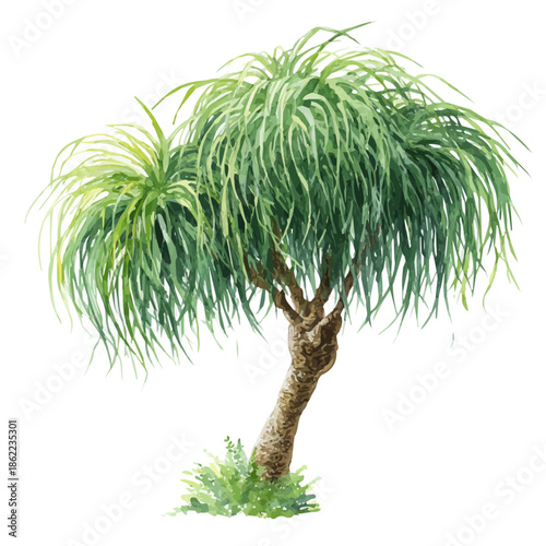 Ponytail Palm, watercolor illustration, vector style, isolated on a white background.