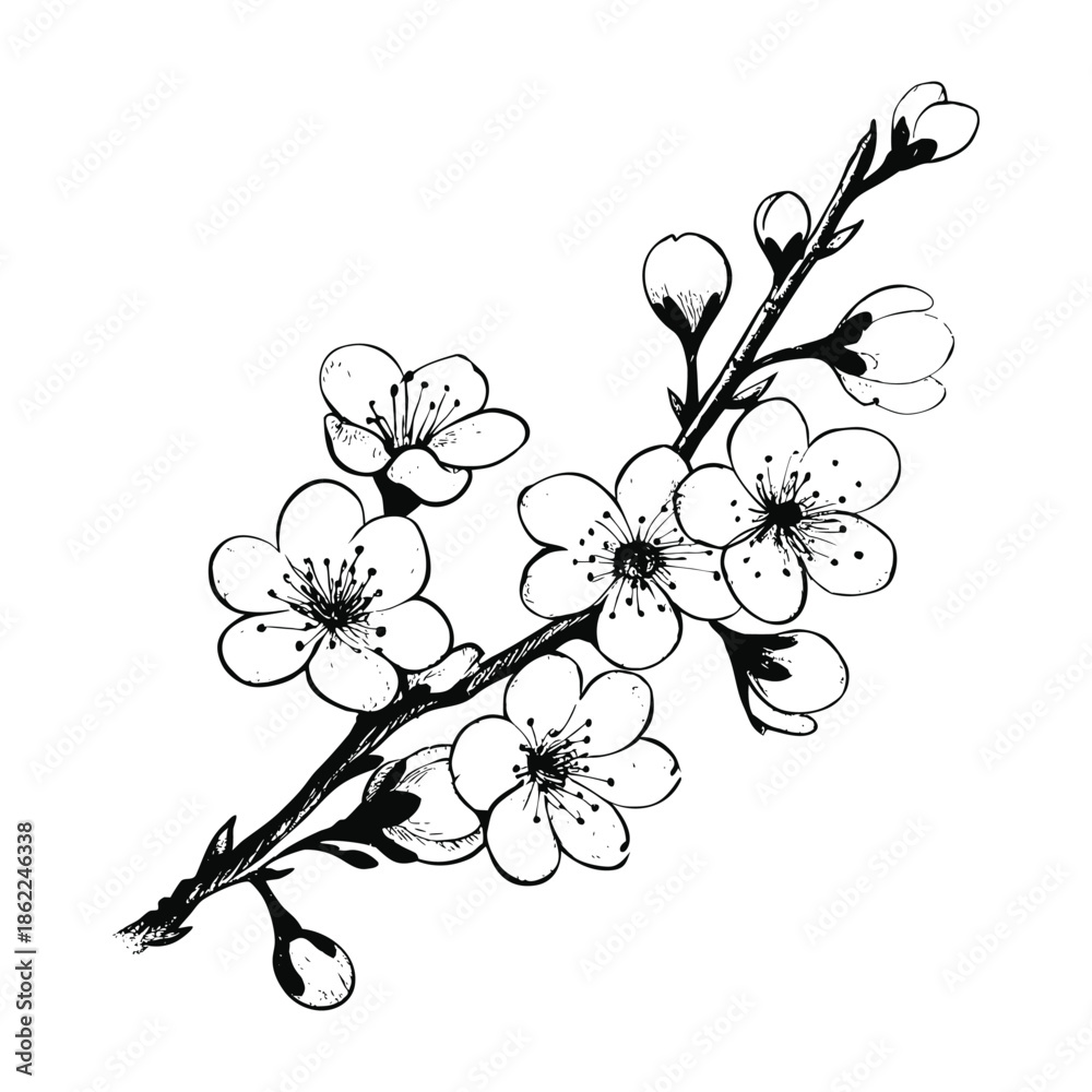 Fototapeta premium Black and white cherry blossom hand drawn illustration vector