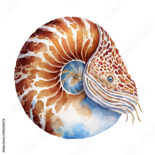 Nautilus Head, watercolor illustration, vector style, isolated on a white background.