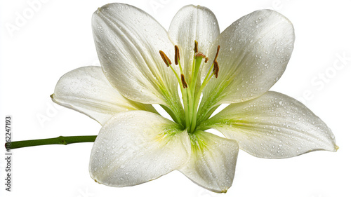 A white lily on a white or gray background. The symbol of the Virgin Mary.