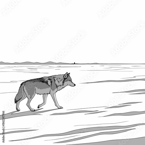 a lone wolf walks across a vast open landscape under a clear sky showcasing the wilderness and resilience high quality