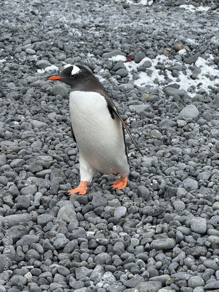 Fototapeta premium Penguin with a orange beak
