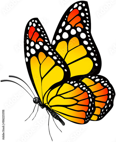 Highly detailed monarch butterfly illustration with orange and black wings. Ideal for nature designs, educational content, posters, wildlife projects, and decorative artwork.