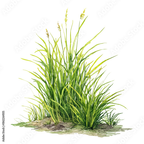 Marsh Grass in watercolor style, vector illustration, isolated on white background.