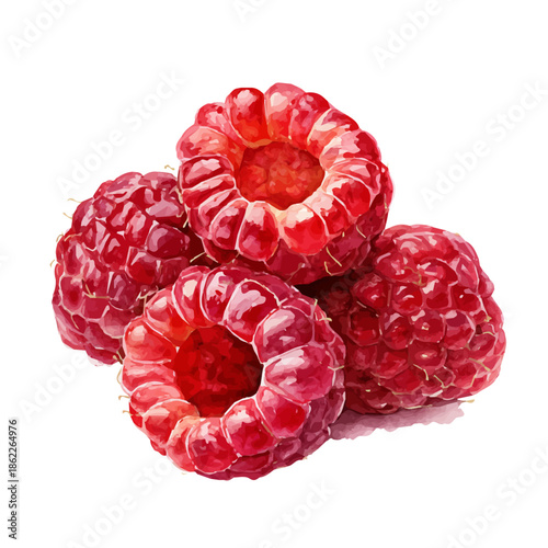 A watercolor painting of Raspberry Slices, vector illustration on white background.