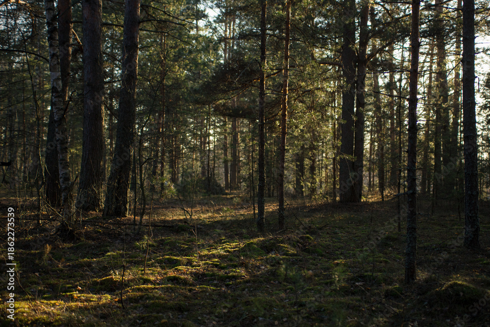 Naklejka premium sun rays in the forest