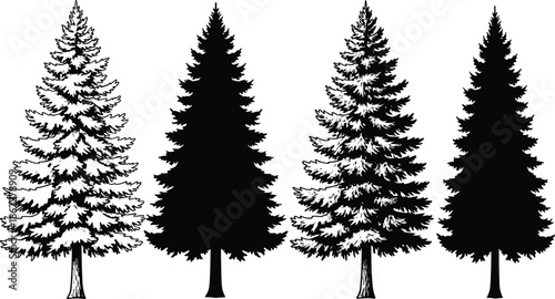 Evergreen tree silhouette, conifer forest illustration, fir and spruce comparison, botanical foliage detail, nature graphic design, tree shape reference