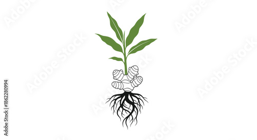 Detailed illustration of a ginger plant showing the green leaves and the root system with edible ginger rhizome.