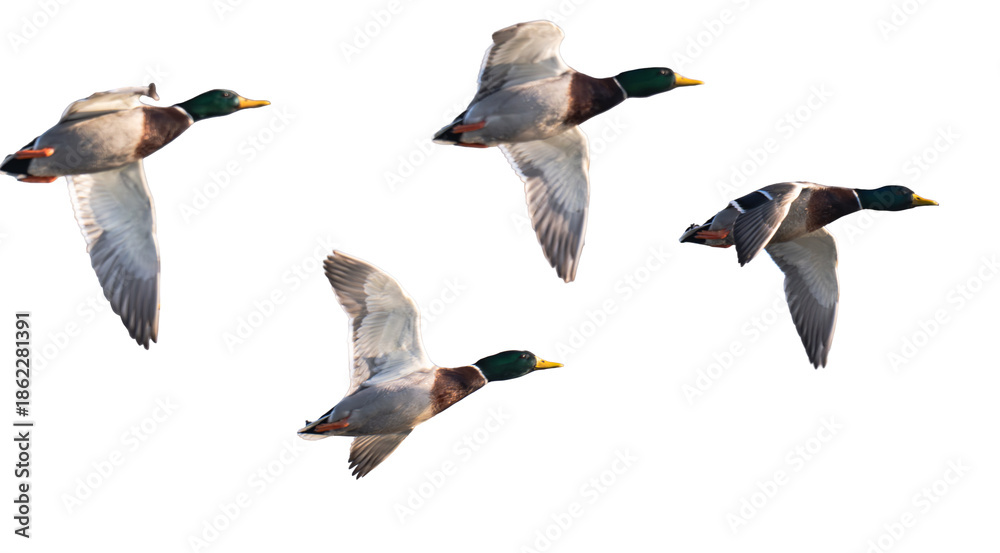 Obraz premium ducks flying over a river