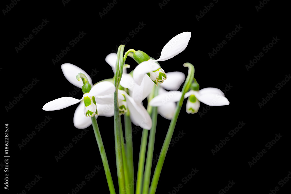 Fototapeta premium The first spring flowers isolated