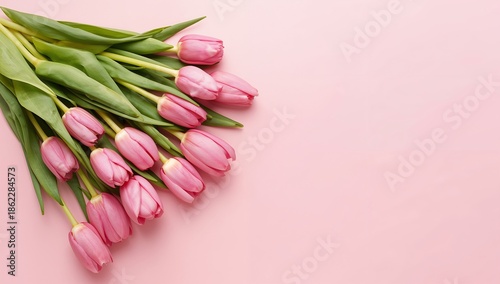 Pink Tulips Arranged on a Light Pink Surface During Spring Season