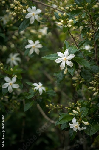 Bright White Flowers Bloom on Green Plants in a Garden Setting During Spring ...