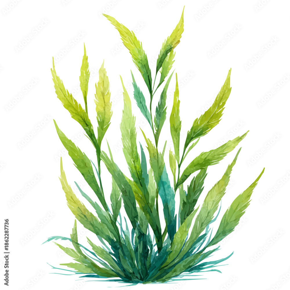 Obraz premium Sea Grass, watercolor painting, vector illustration, isolated on a white background.